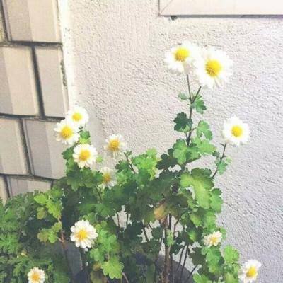 狼人传奇手游道具破解版下载
